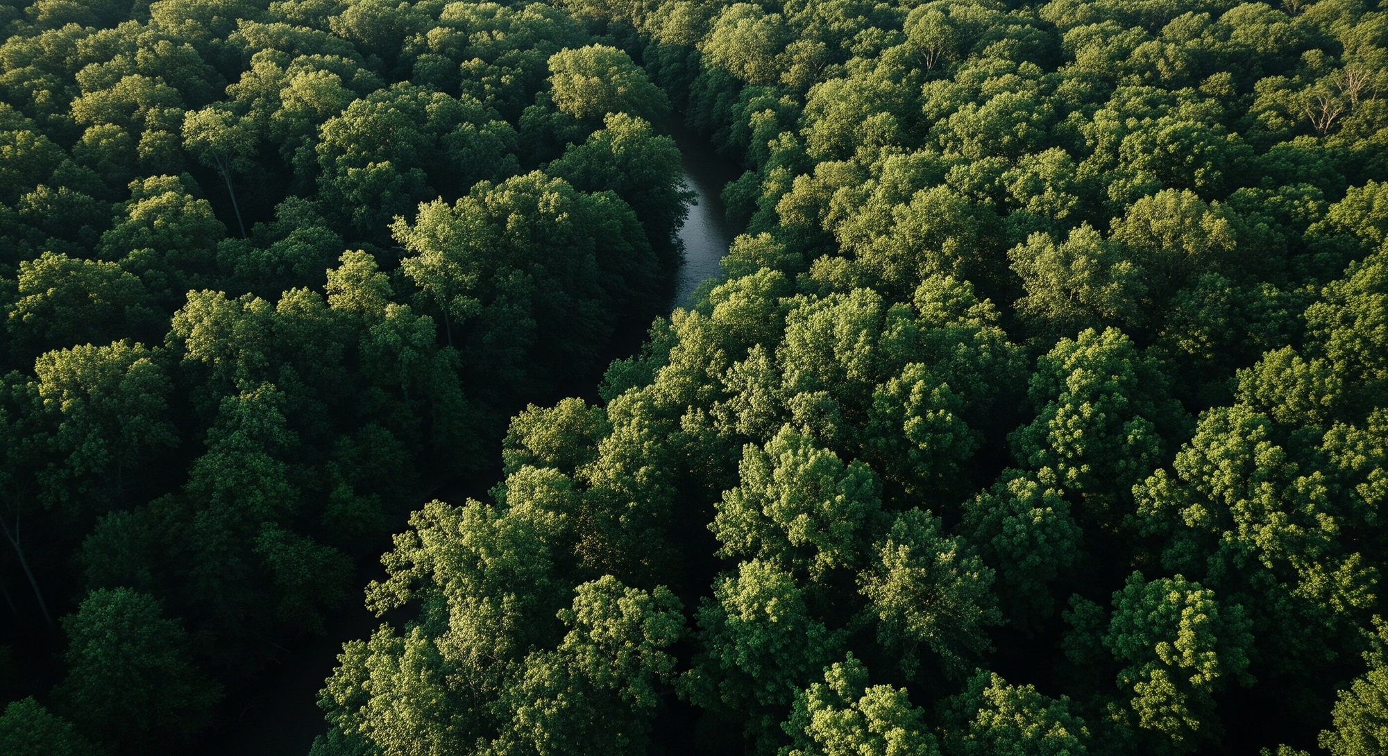 Polskie lasy i parki narodowe - widok z lotu ptaka
